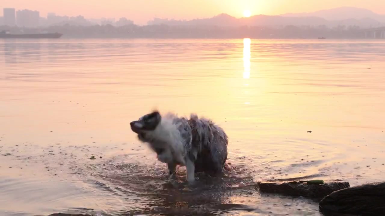 边境牧羊犬宠物狗在河水中嬉戏视频下载