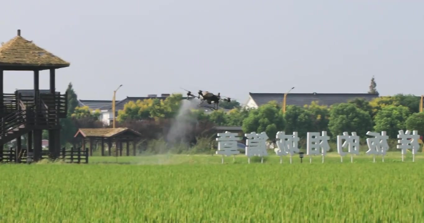 农业无人机在稻田里喷洒肥料视频下载