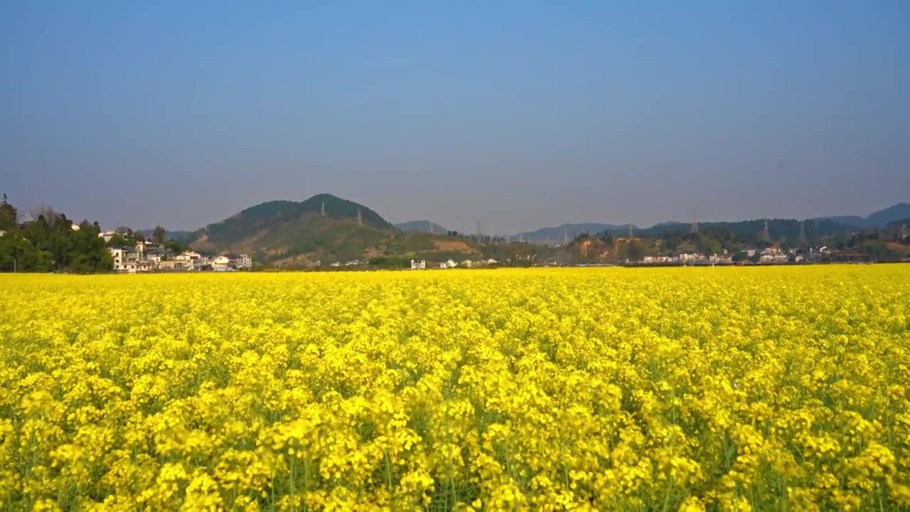 贵州遵义乡村春天油菜花风光视频素材