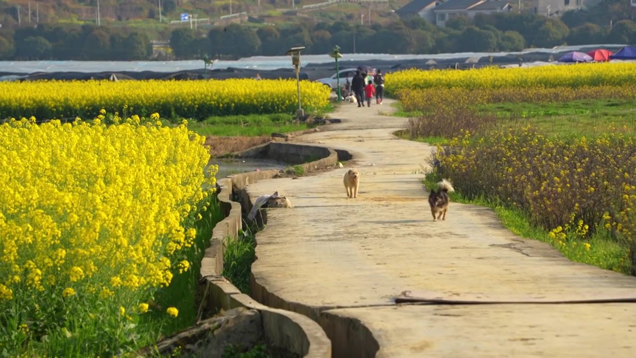 贵州遵义乡村春天油菜花风光视频素材