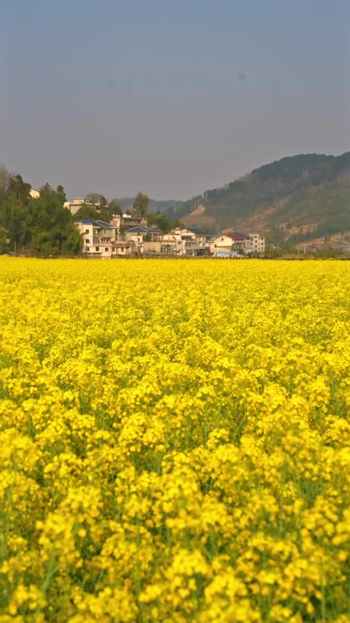 贵州遵义乡村春天油菜花风光视频素材