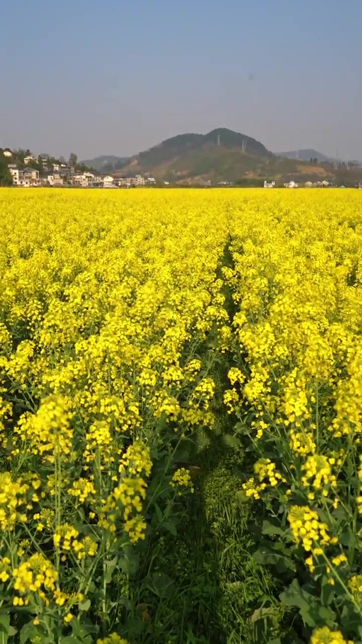 贵州遵义乡村春天油菜花风光视频素材