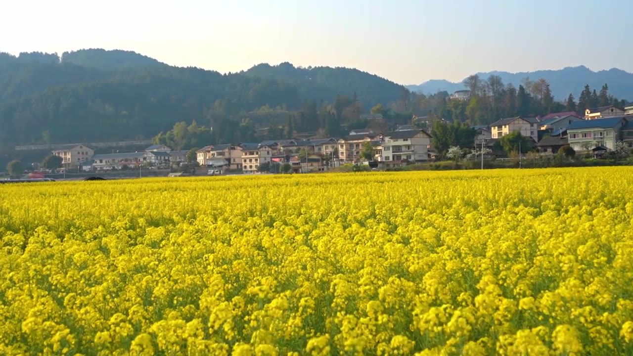 贵州遵义乡村春天油菜花风光视频素材