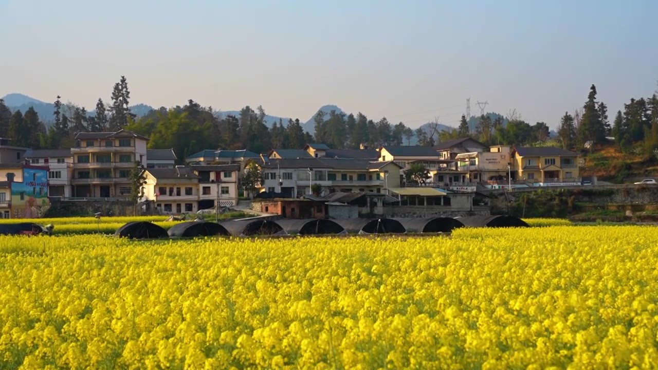 贵州遵义乡村春天油菜花风光视频素材