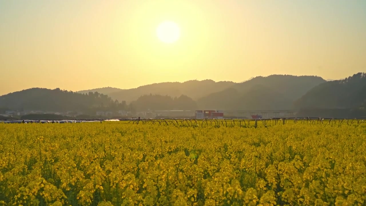 贵州遵义乡村春天油菜花风光视频素材