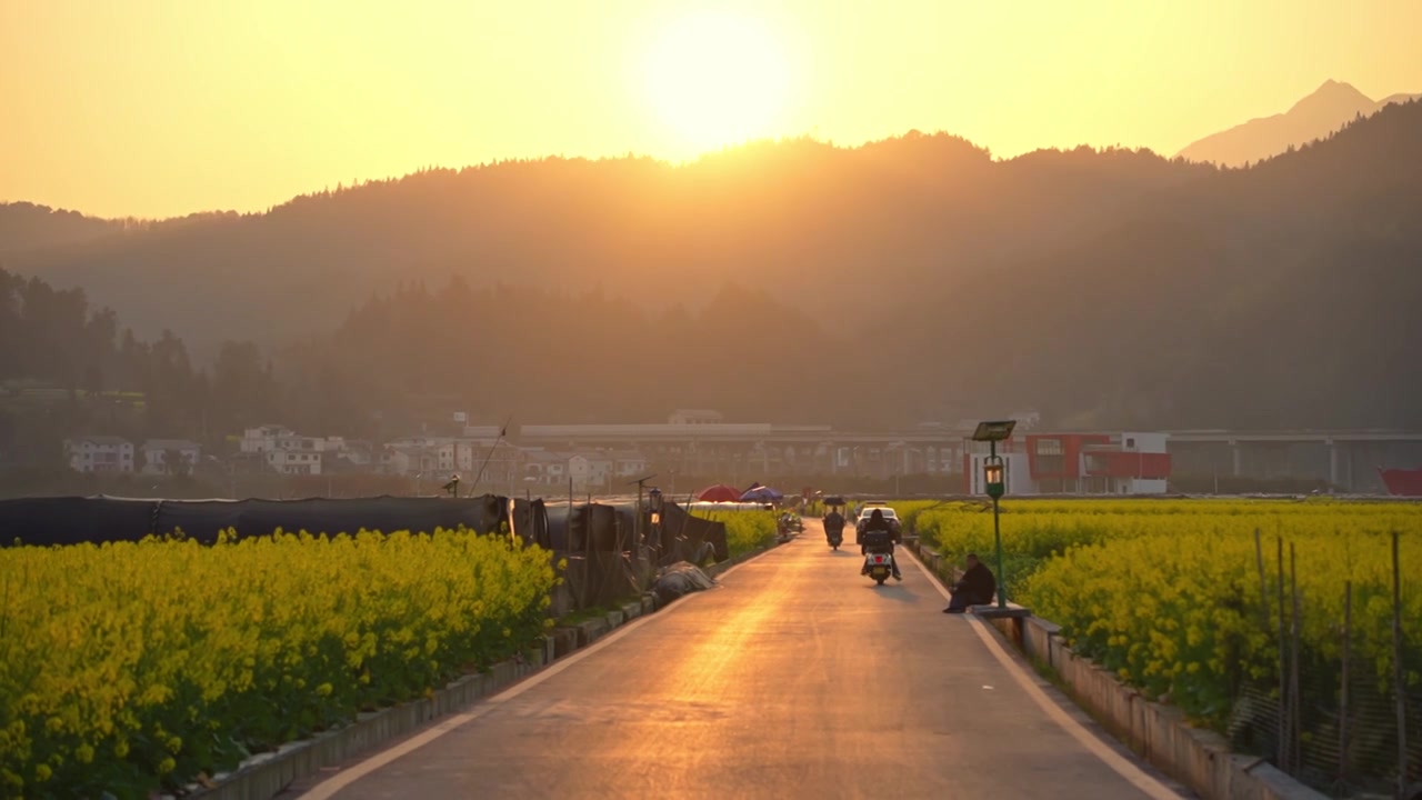 贵州遵义乡村春天油菜花风光视频素材