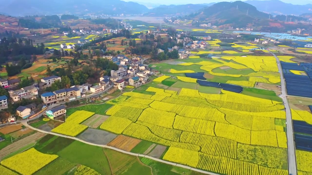 贵州遵义乡村春天油菜花风光视频素材