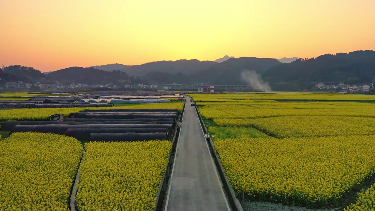 贵州遵义乡村春天油菜花风光视频下载