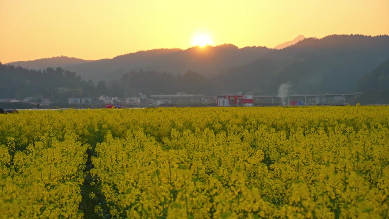 贵州遵义乡村春天油菜花风光视频素材