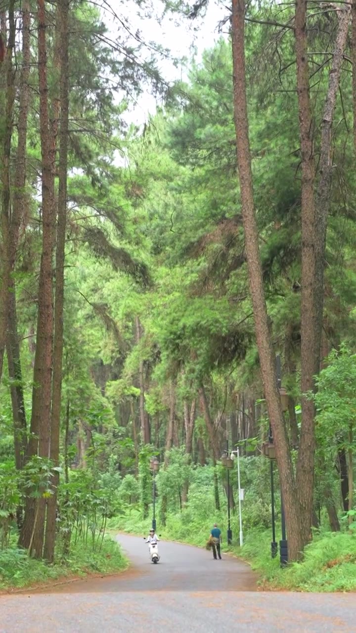 贵州遵义莲花山森林公园风光视频下载