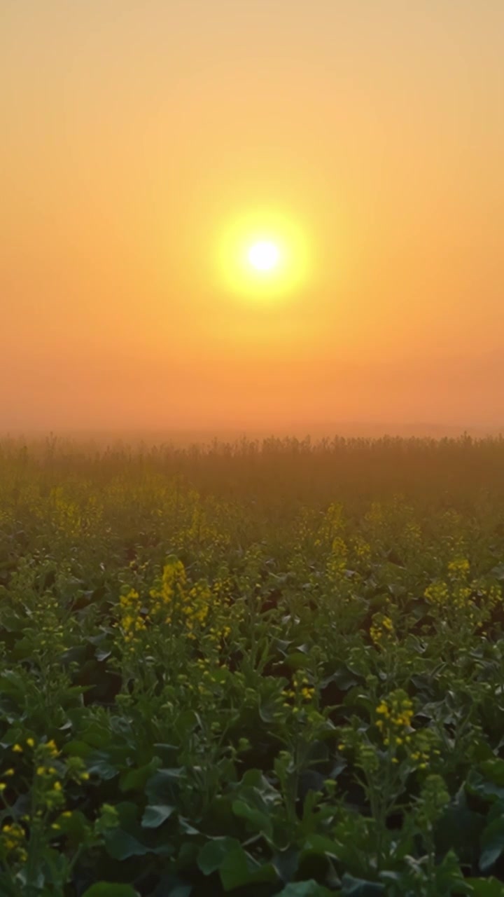 清晨油菜花日出云雾延时摄影视频下载