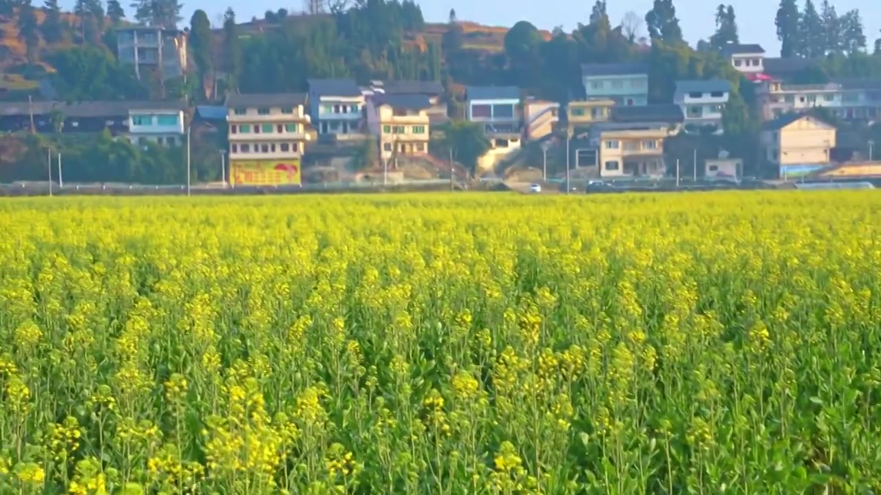 贵州 春天油菜花乡村风光视频下载