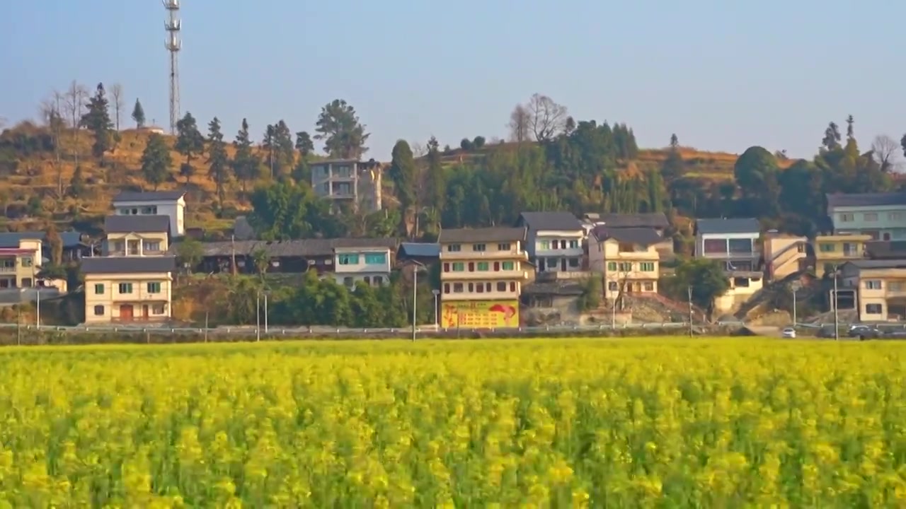 贵州 春天油菜花乡村风光视频素材