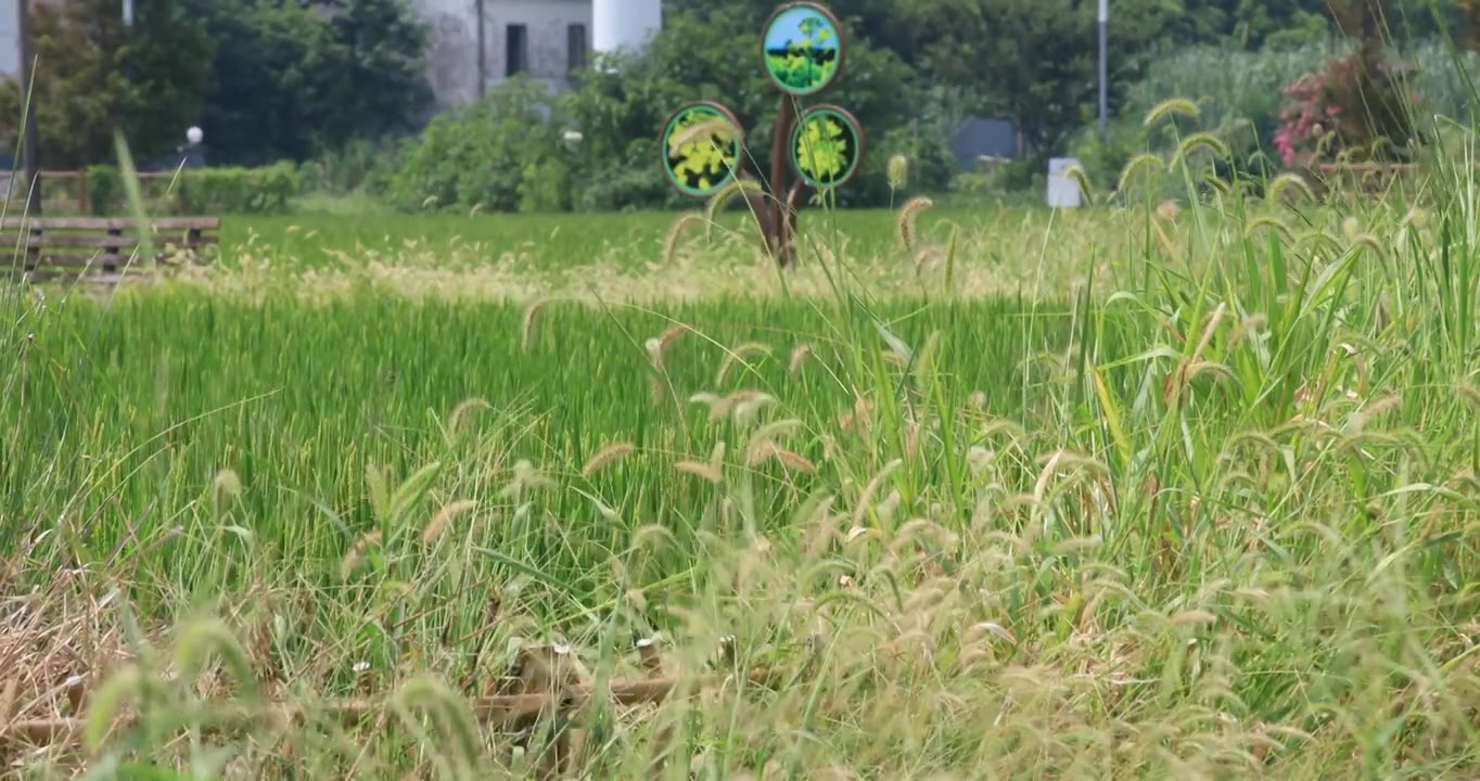 乡村稻田边摇曳的狗尾巴草视频下载