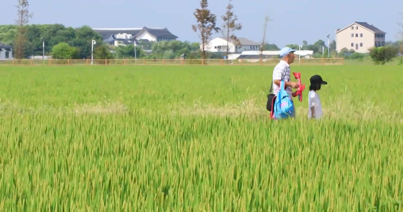 祖孙稻田开心散步玩耍视频下载