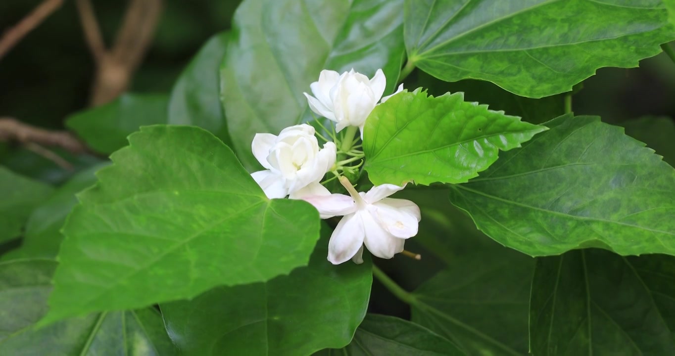 美丽茉莉花微距特写视频素材