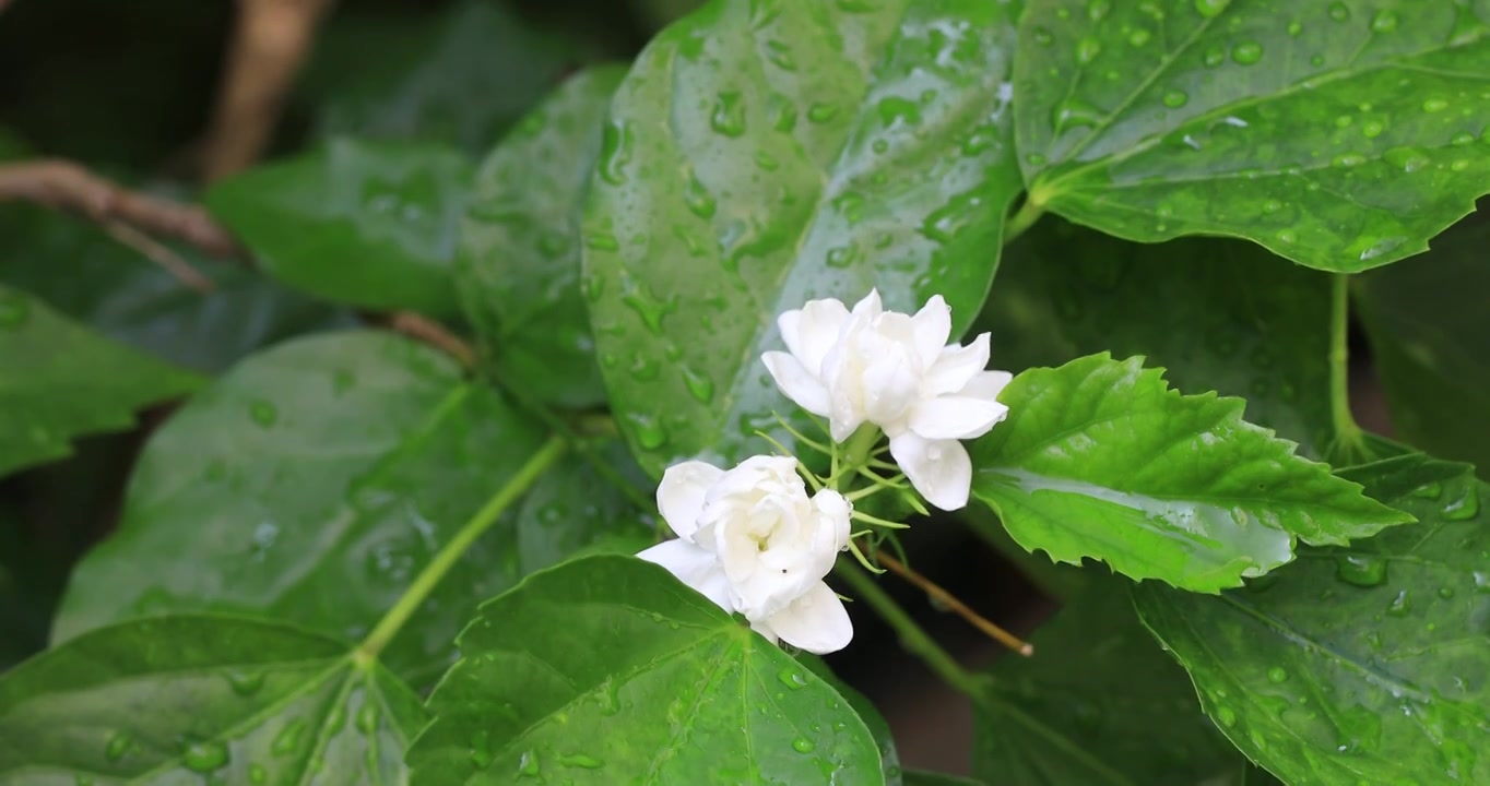 美丽茉莉花微距特写视频素材