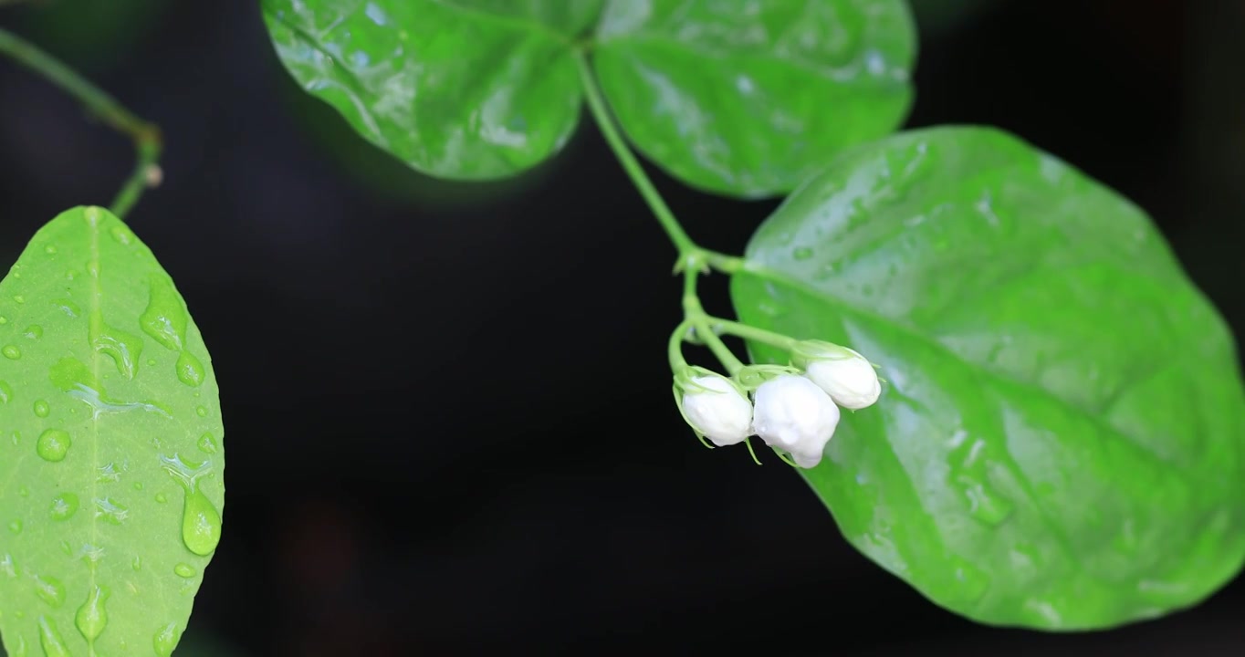 美丽茉莉花微距特写视频素材