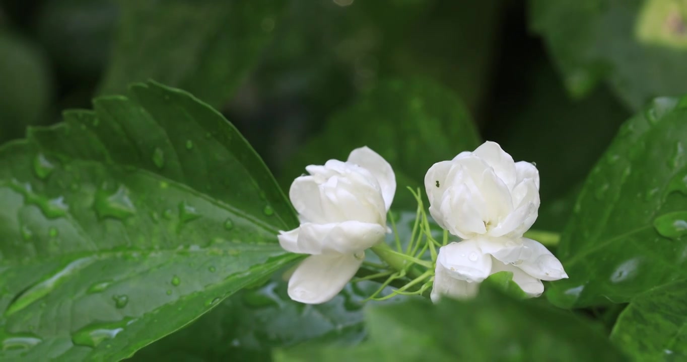 美丽茉莉花微距特写视频素材