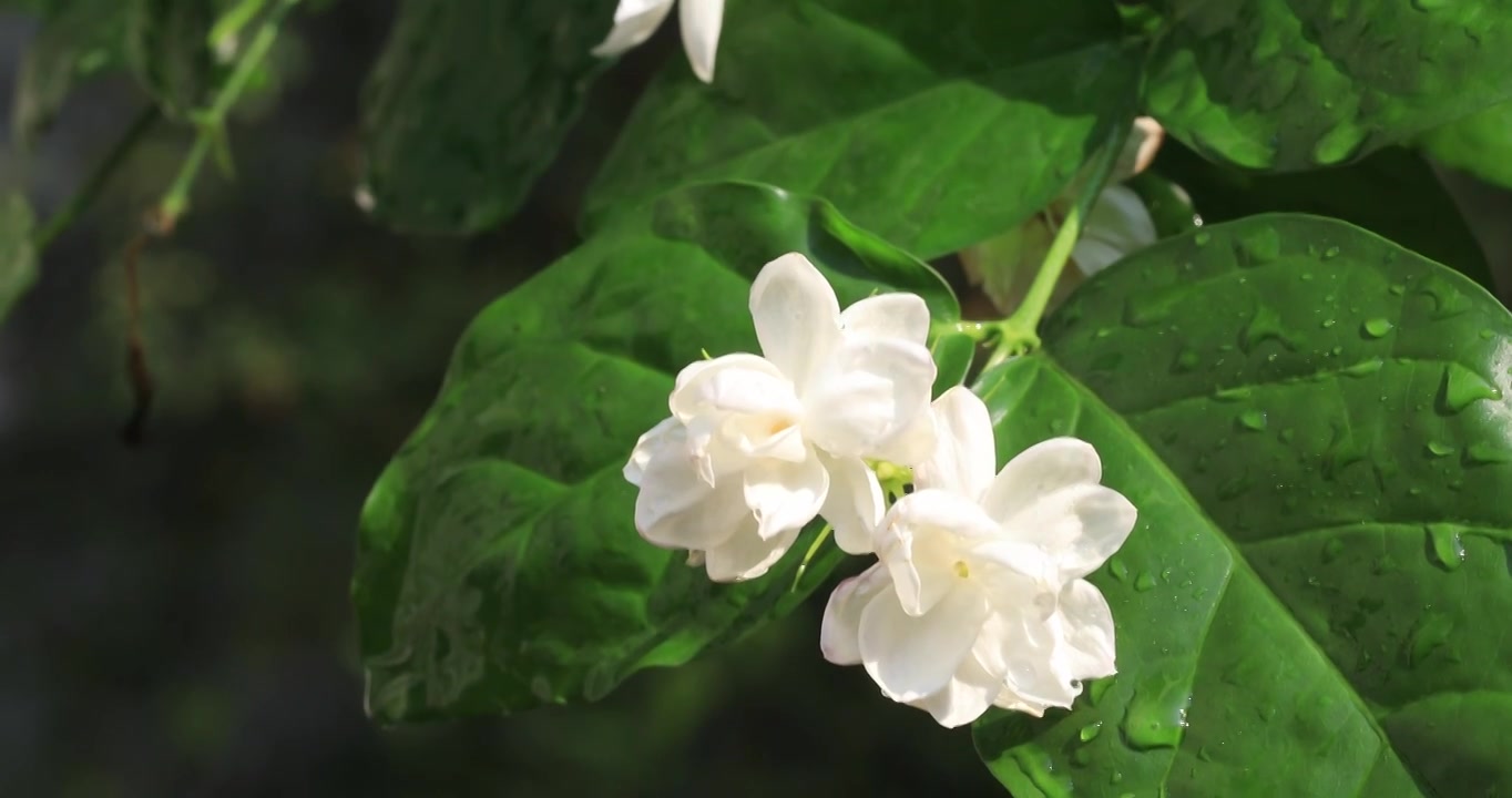 美丽茉莉花微距特写视频素材