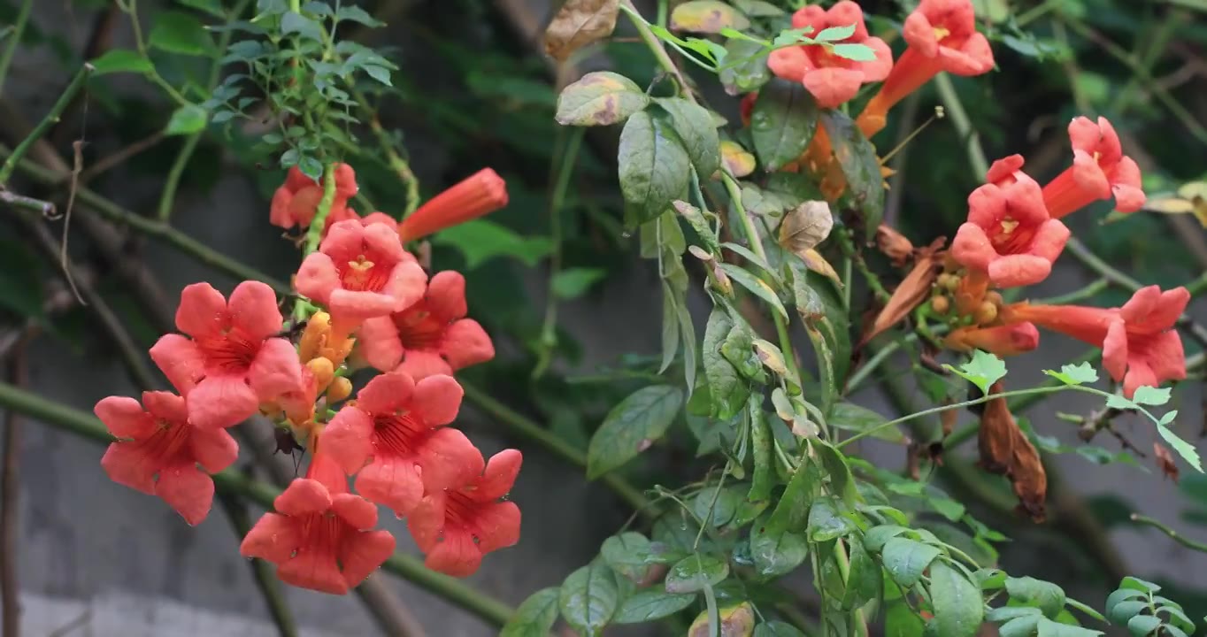 夏天院子里的凌霄花特写视频下载