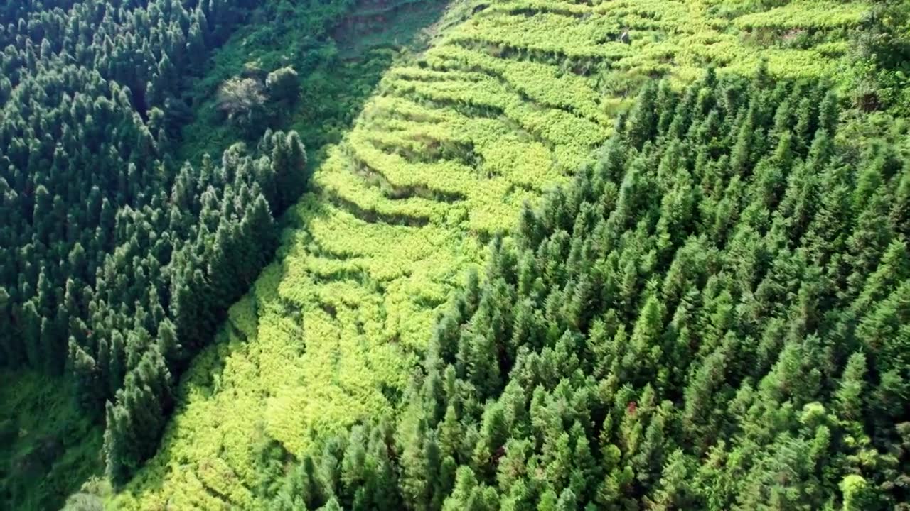 航拍贵州兴义包包山森林视频下载