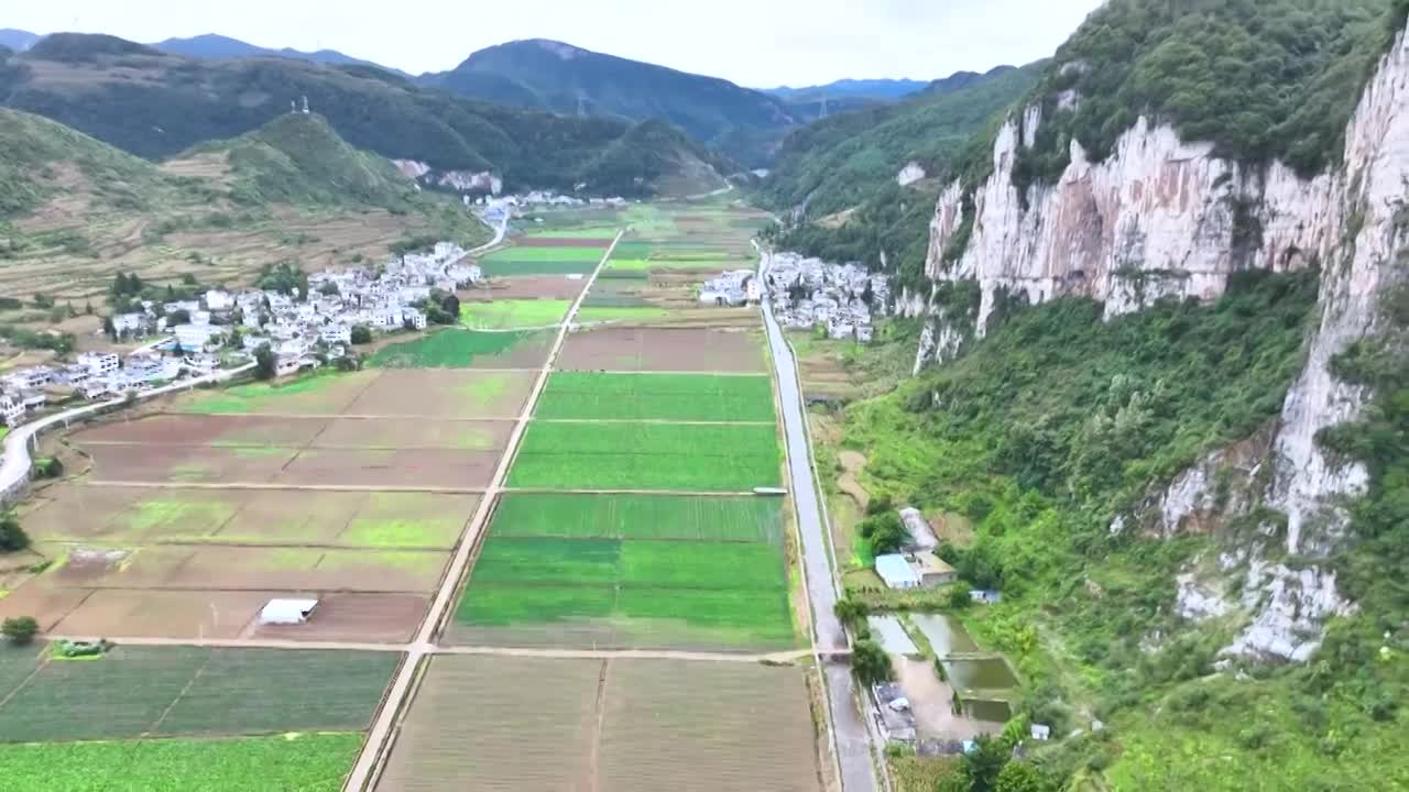 赫章县松林坡乡香葱基地农民采摘收获青葱视频下载