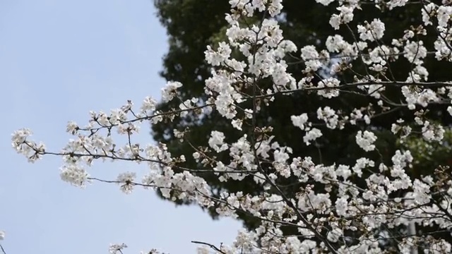 日本东京上野公园的花见樱花视频素材