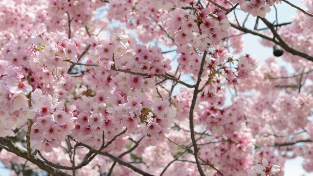 日本东京上野公园的花见樱花视频素材