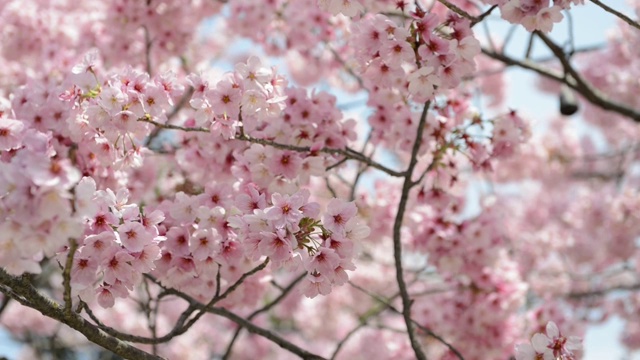 日本东京上野公园的花见樱花视频素材