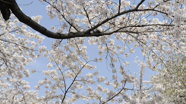 日本东京上野公园的花见樱花视频素材