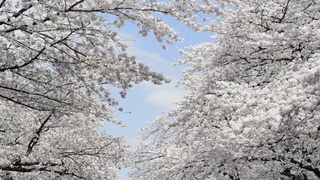 日本东京上野公园的花见樱花视频素材