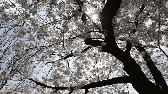 日本东京上野公园的花见樱花视频素材