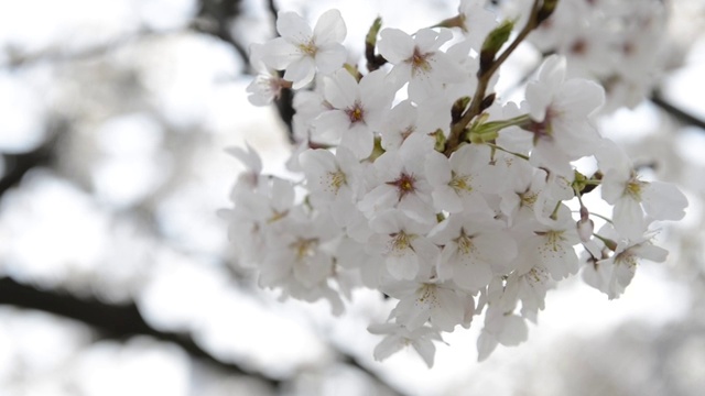 日本东京上野公园的花见樱花视频素材