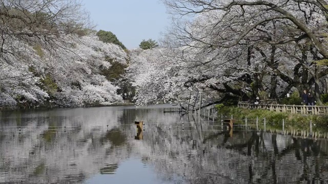 日本东京，猪城公园的花见樱花视频素材