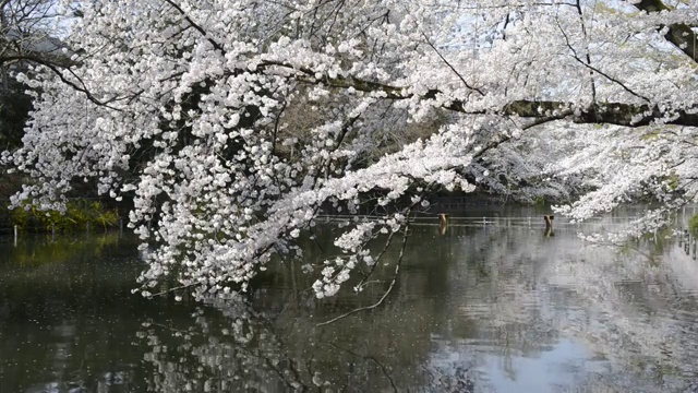 日本东京，猪城公园的花见樱花视频素材