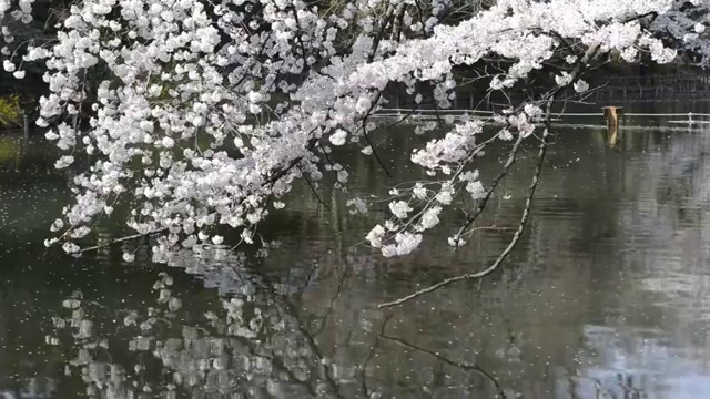 日本东京，猪城公园的花见樱花视频素材