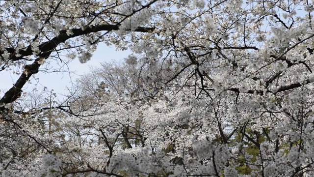 日本东京，猪城公园的花见樱花视频素材