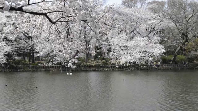 日本东京，猪城公园的花见樱花视频素材