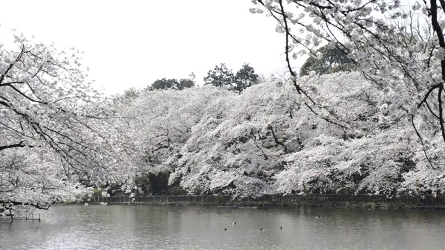 日本东京，猪城公园的花见樱花视频素材