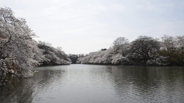 日本东京，猪城公园的花见樱花视频素材