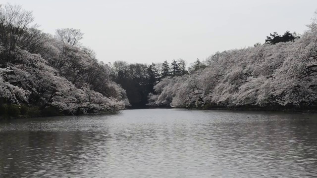 日本东京，猪城公园的花见樱花视频素材