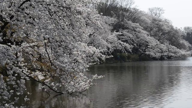 日本东京，猪城公园的花见樱花视频素材