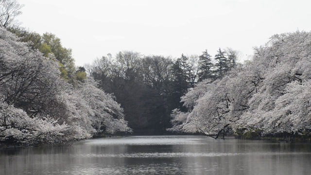 日本东京，猪城公园的花见樱花视频素材