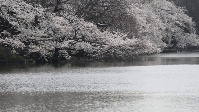 日本东京，猪城公园的花见樱花视频素材