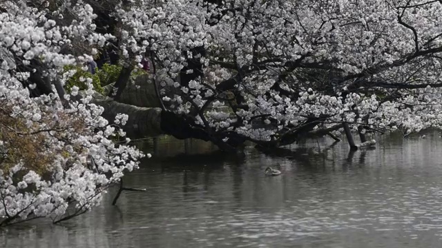 日本东京，猪城公园的花见樱花视频素材