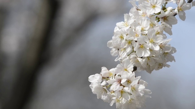 日本东京，猪城公园的花见樱花视频素材