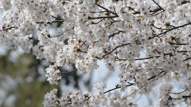 日本东京，猪城公园的花见樱花视频素材