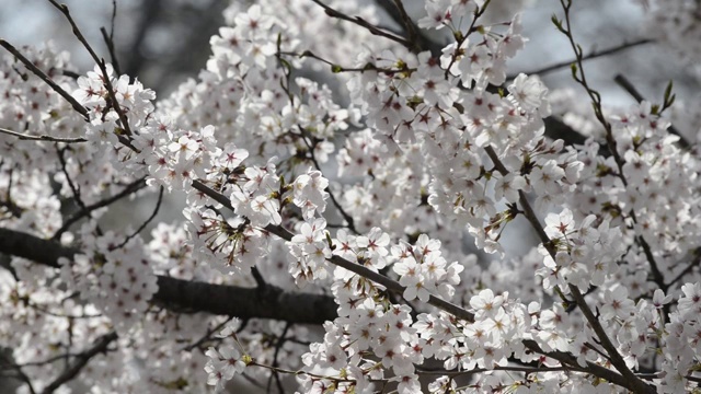 日本东京，猪城公园的花见樱花视频素材