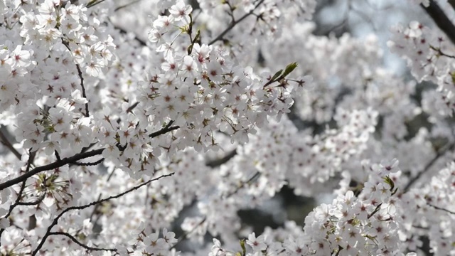 日本东京，猪城公园的花见樱花视频素材